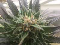 Bild von Kentucky (Black Indica)