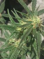 Bild von Juicyfruit (Black Indica)