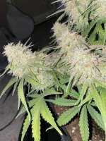 Crop King Seeds Early Miss - ein Foto von Niceguy1989