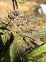 Crop King Seeds Haze Xtreme - ein Foto von SamuelCaldwell