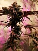 Cult Classics Seeds Unicorn Sherbert - ein Foto von Vasmokemakr