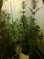 Bild von hemp47 (Blueberry Haze)