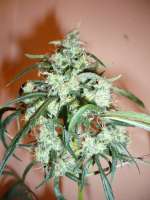 DNA Genetics Seeds C-13 Haze - ein Foto von merlin