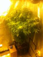 Bild von FourTwenty (Cannalope Haze)