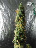 Bild von Falconresearch (Cannalope Haze)