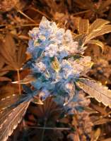 Bild von grinspoon (Cannalope Kush)