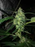 Bild von Budfit (Cataract Kush)