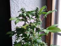 Bild von Daweed81 (Cataract Kush)