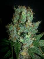 DNA Genetics Seeds Chocolate Fondue - ein Foto von timboy