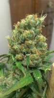 DNA Genetics Seeds Chocolate Fondue - ein Foto von timboy