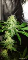 DNA Genetics Seeds Chocolope - ein Foto von ElCannabiologo