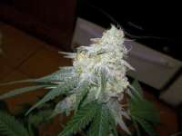 Bild von WhiteyB (Chocolope Kush)