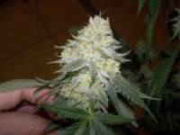 Bild von WhiteyB (Chocolope Kush)