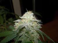 Bild von WhiteyB (Chocolope Kush)