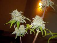 Bild von WhiteyB (Chocolope Kush)