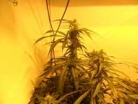 DNA Genetics Seeds Connie Chung - ein Foto von jd09uk