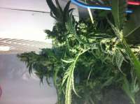 DNA Genetics Seeds DJ's Gold - ein Foto von Walruz