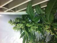 DNA Genetics Seeds DJ's Gold - ein Foto von Walruz