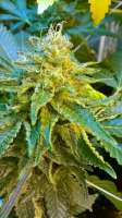 DNA Genetics Seeds El Fuego - ein Foto von WisconSkin