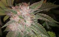 DNA Genetics Seeds HitMan OG - ein Foto von sh0wtime