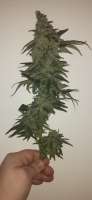 DNA Genetics Seeds Holy Grail Kush - ein Foto von AntidoteMan