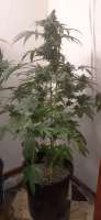 DNA Genetics Seeds Holy Grail Kush - ein Foto von AntidoteMan