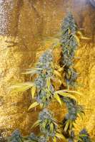 Bild von Drollian (Holy Grail Kush)