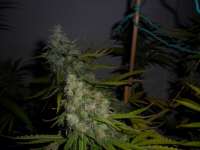 DNA Genetics Seeds Kandy Skunk - ein Foto von admin