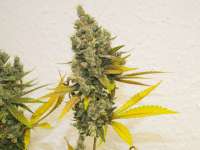 DNA Genetics Seeds Lemon OG Kush - ein Foto von Krabbe