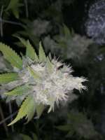 DNA Genetics Seeds Lemon OG Kush - ein Foto von Rastastino