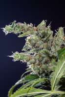 DNA Genetics Seeds Lemon Skunk - ein Foto von Mortadelo