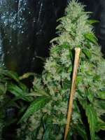 DNA Genetics Seeds Martian Mean Green - ein Foto von rumo1