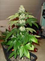 DNA Genetics Seeds ReCon - ein Foto von BobderBaumeister