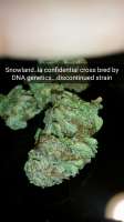 DNA Genetics Seeds SnowLAnd - ein Foto von Ognick