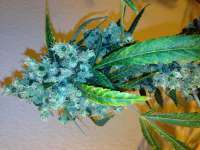 DNA Genetics Seeds Sour Cream - ein Foto von Hashpapy