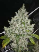 DNA Genetics Seeds Sour Kosher - ein Foto von Ygryck