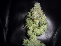 DNA Genetics Seeds Sour Secret - ein Foto von admin