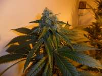 DNA Genetics Seeds Sour Secret - ein Foto von admin