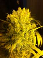 DNA Genetics Seeds Sweet Haze - ein Foto von delahouse1