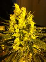 DNA Genetics Seeds Sweet Haze - ein Foto von delahouse1