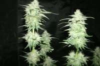 Bild von LEDgrowman (Tangie)