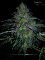 DNA Genetics Seeds Tangilope - ein Foto von MrQnQ