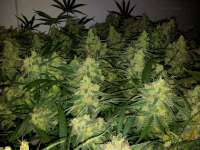 DNA Genetics Seeds Tangilope - ein Foto von MrQnQ