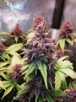 DNA Genetics Seeds White Walker Kush - ein Foto von Laucha