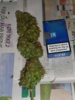 Dane Strains Dane's White Pineapple Auto - ein Foto von loohjury