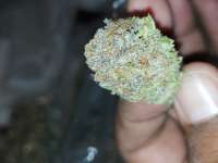 Dankonomics Genetics Blue Tooth - ein Foto von Eazy690