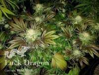 Danky Dankster Seed Co. Luck Dragon - ein Foto von DankyDankster