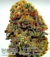 Danky Dankster Seed Co. Solar Storm - ein Foto von DankyDankster