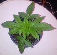 Dark Horse Genetics Clown Shoes OG - ein Foto von manutara