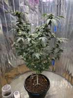 Dark Horse Genetics Stockton Slap - ein Foto von Bigbudsnc